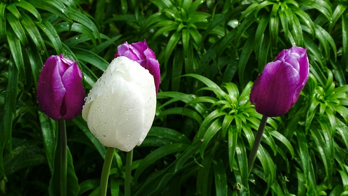 В дождливый майский день - Милешкин Владимир Алексеевич 