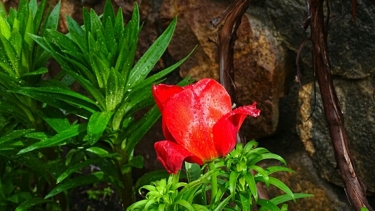 Дождливым выдался Первомай - Милешкин Владимир Алексеевич Дождливым выдался Первомай - Милешкин Владимир Алексеевич