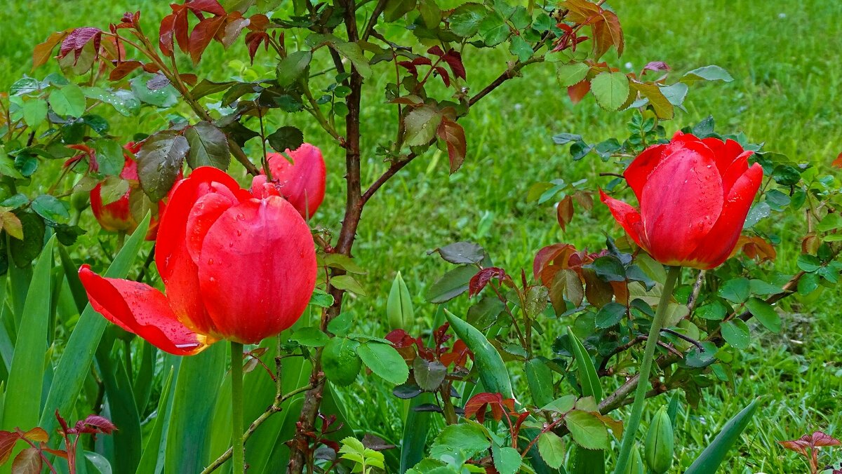 Тюльпаны у розового куста - Милешкин Владимир Алексеевич 