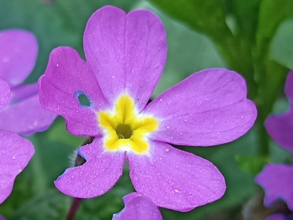 Пришёл яркий солнечный май. - Pippa Пришёл яркий солнечный май. - Pippa