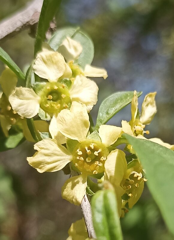 Пришёл яркий солнечный май. - Pippa Пришёл яркий солнечный май. - Pippa