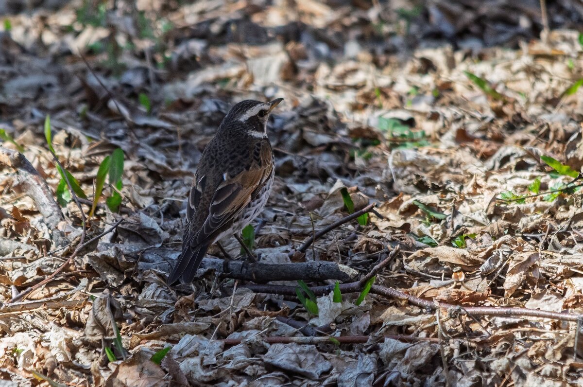 Дрозды прилетели. - Виктор Иванович Чернюк