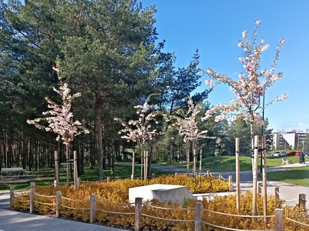 Цвтение сакуры - Veera V