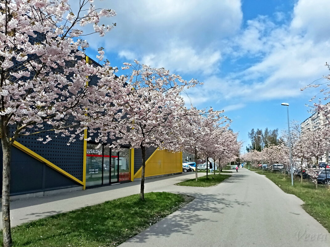 Цветущие сакуры - Veera V Цветущие сакуры - Veera V