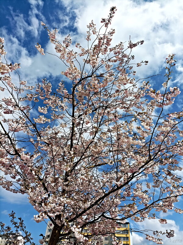 Цветение сакуры - Veera V Цветение сакуры - Veera V