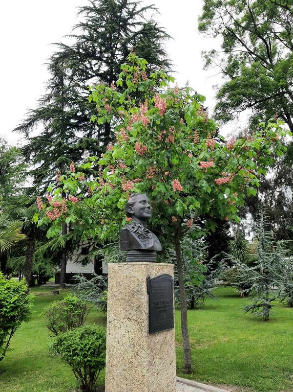 Конский каштан мясо-красный - Tata Wolf Конский каштан мясо-красный - Tata Wolf