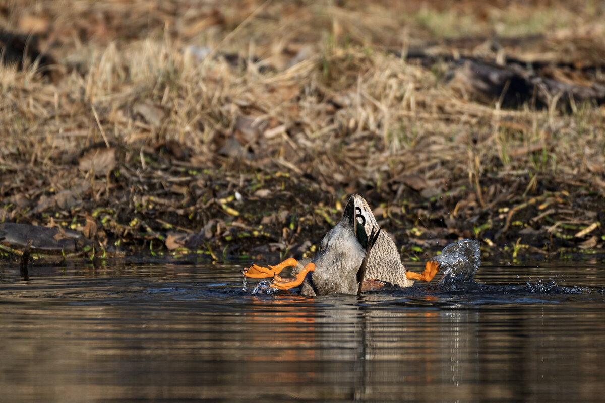 Утки_3 - Alexandr Khizhniak Утки_3 - Alexandr Khizhniak