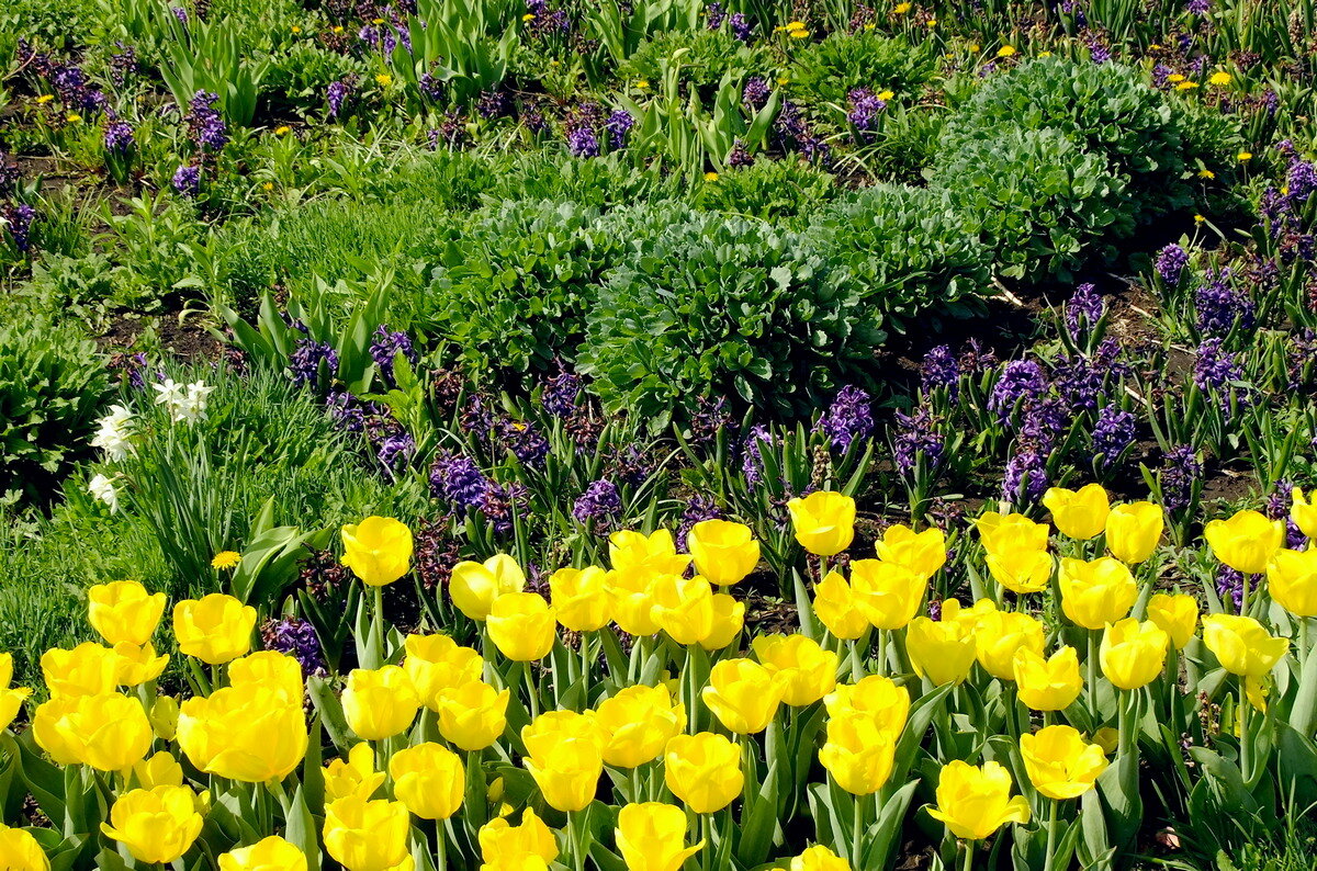Весны творения - Фёдор Меркурьев Весны творения - Фёдор Меркурьев
