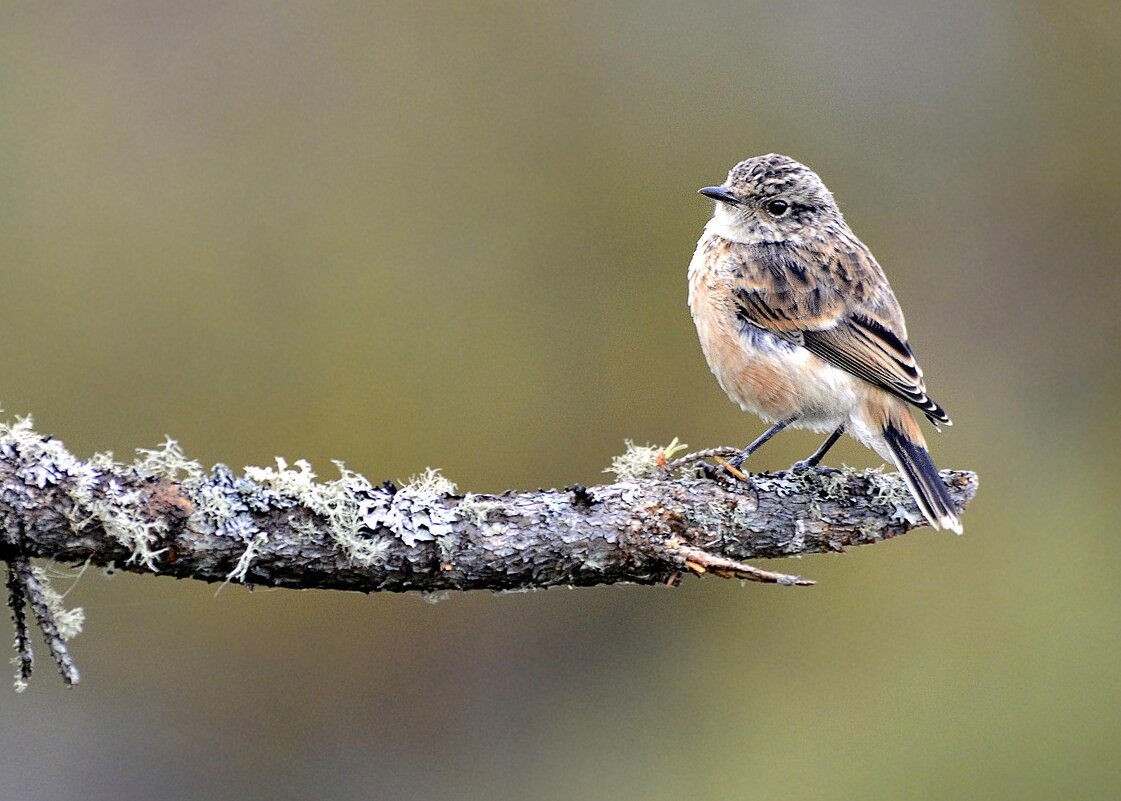 Одна, совсем одна... - Михаил Белоусов