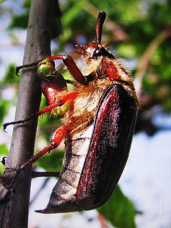 Майский жук - Людмила Смородинская Майский жук - Людмила Смородинская