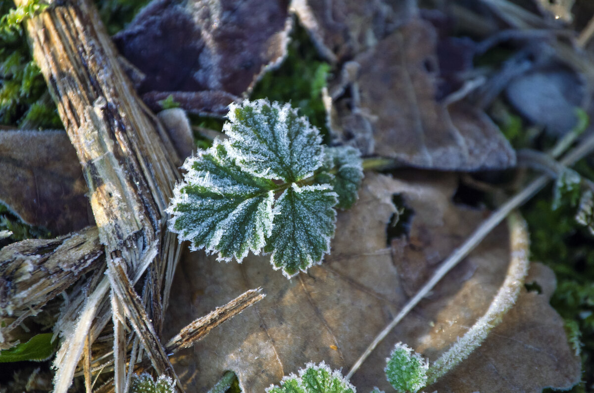 Морозное утро - Lyubov Busova