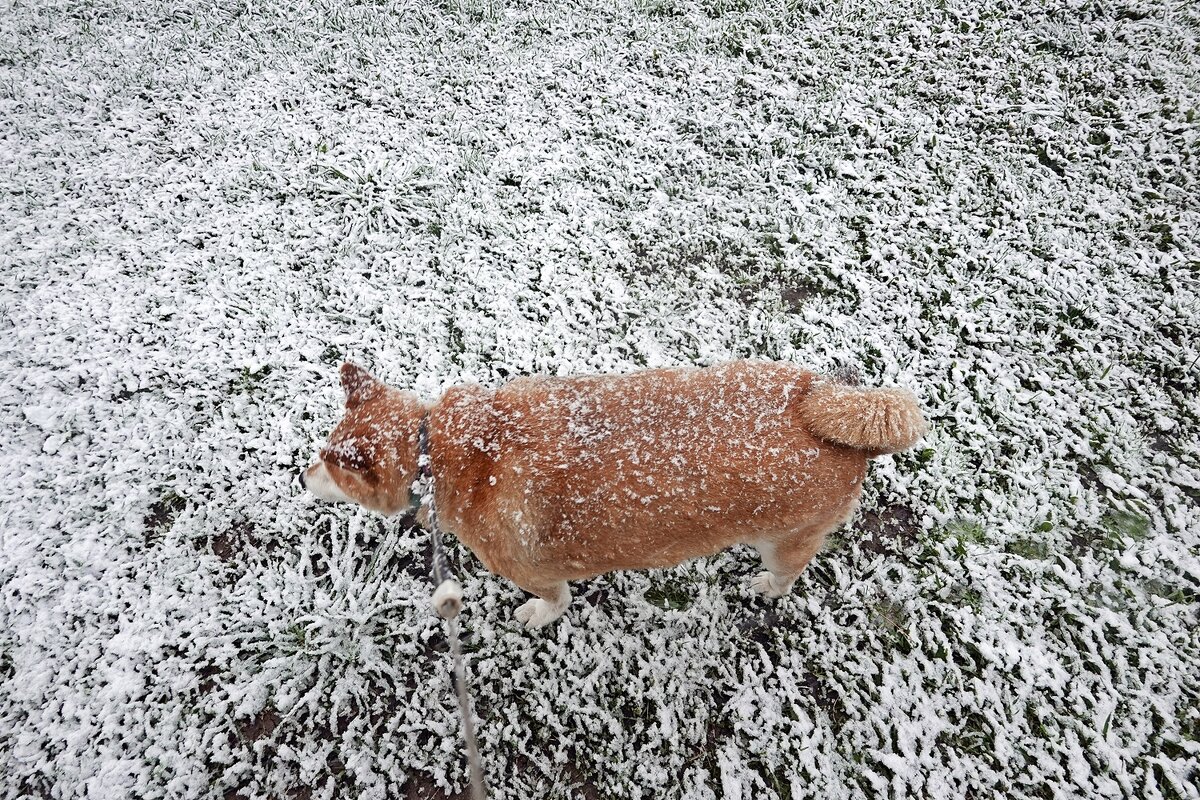 Не нравится Аюми снег в мае - Валерий Иванович