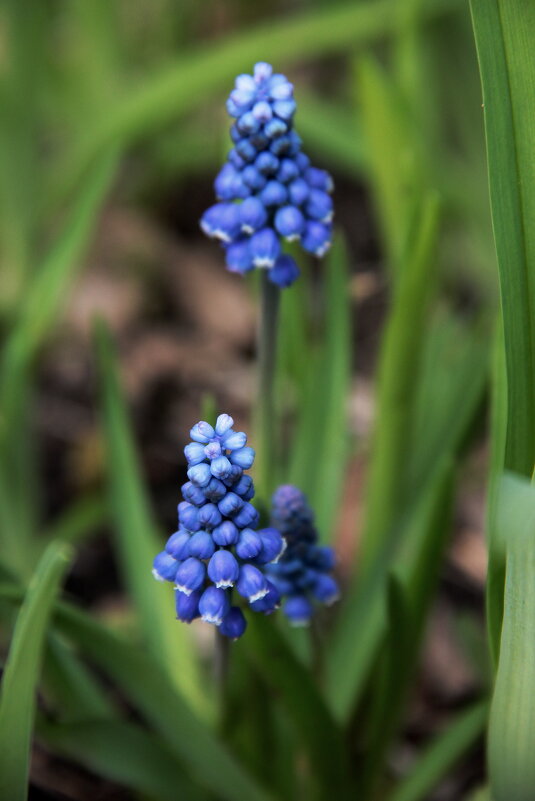 Мускарики - victor Lion