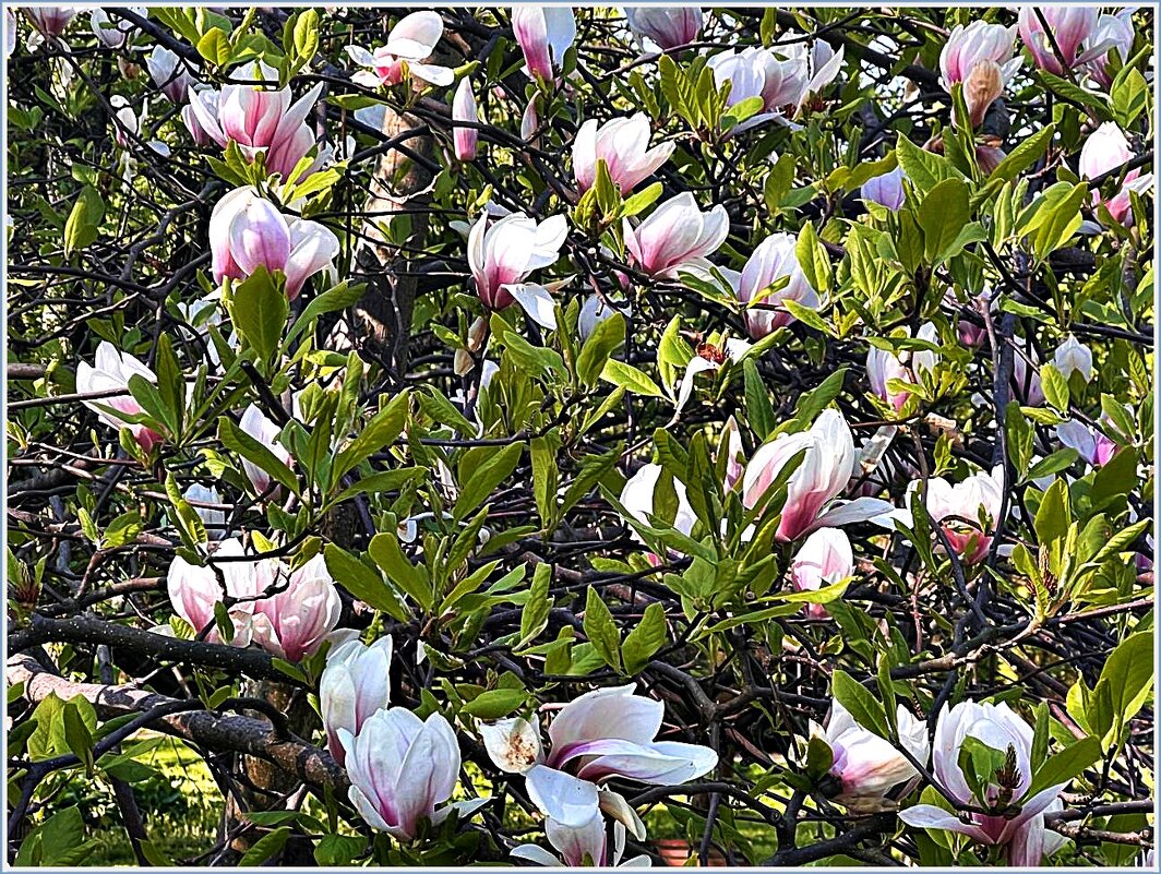 Цветы весны. - Валерия Комова Цветы весны. - Валерия Комова