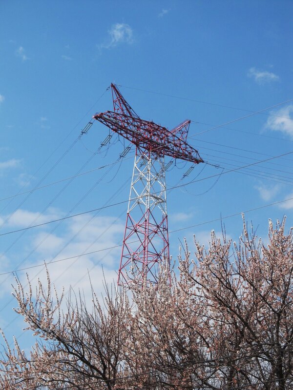 кот над городом - Елена Шаламова