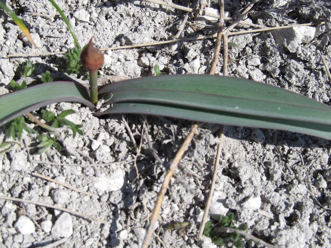 Будет тюльпанчик - Елена Шаламова