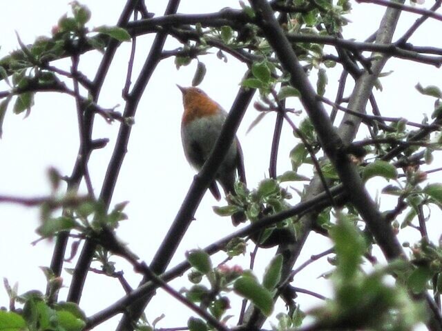 Заряночка - Дмитрий Никитин