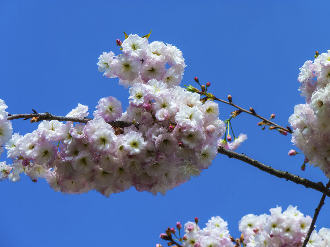 Белая  Сакура - Валентин Семчишин