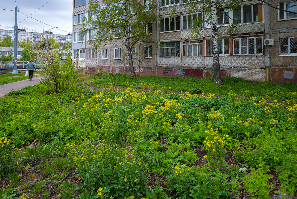 Цветение около дома - Александр Синдерёв