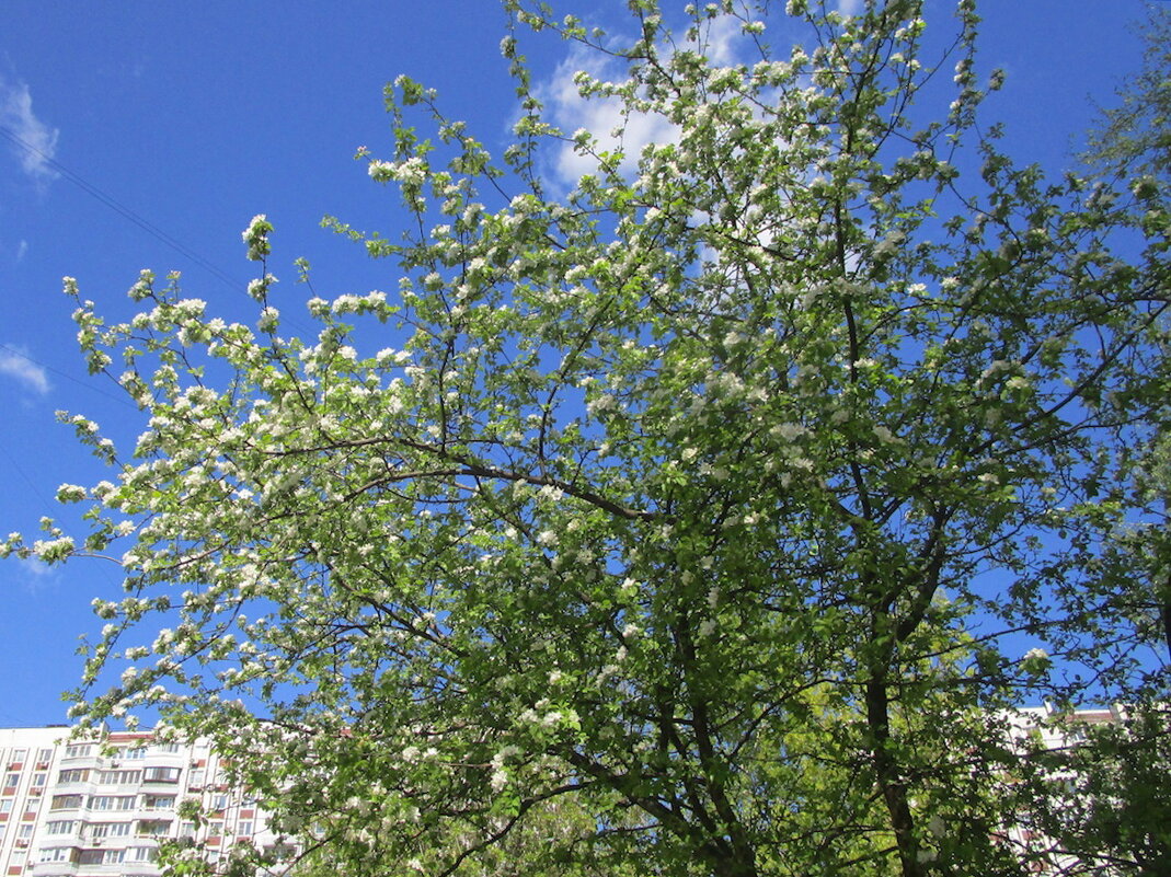 Яблоня в цвету - весны мгновенье. - Ольга Довженко