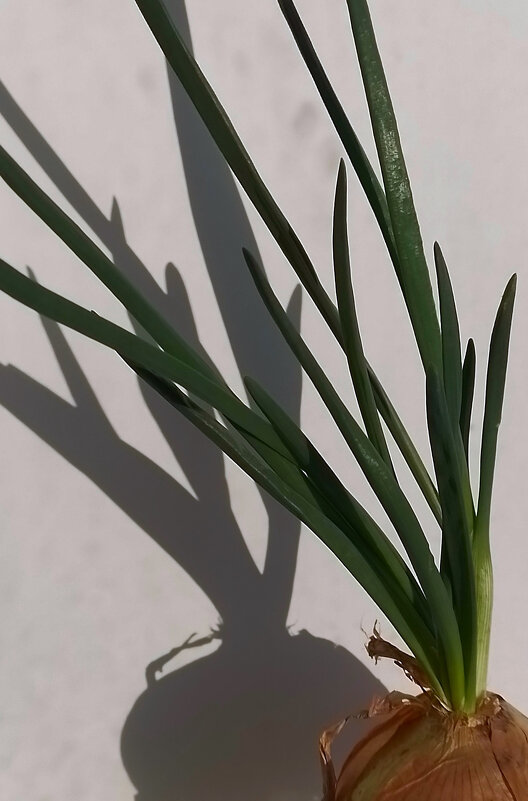 *** - Валентина Береснева *** - Валентина Береснева