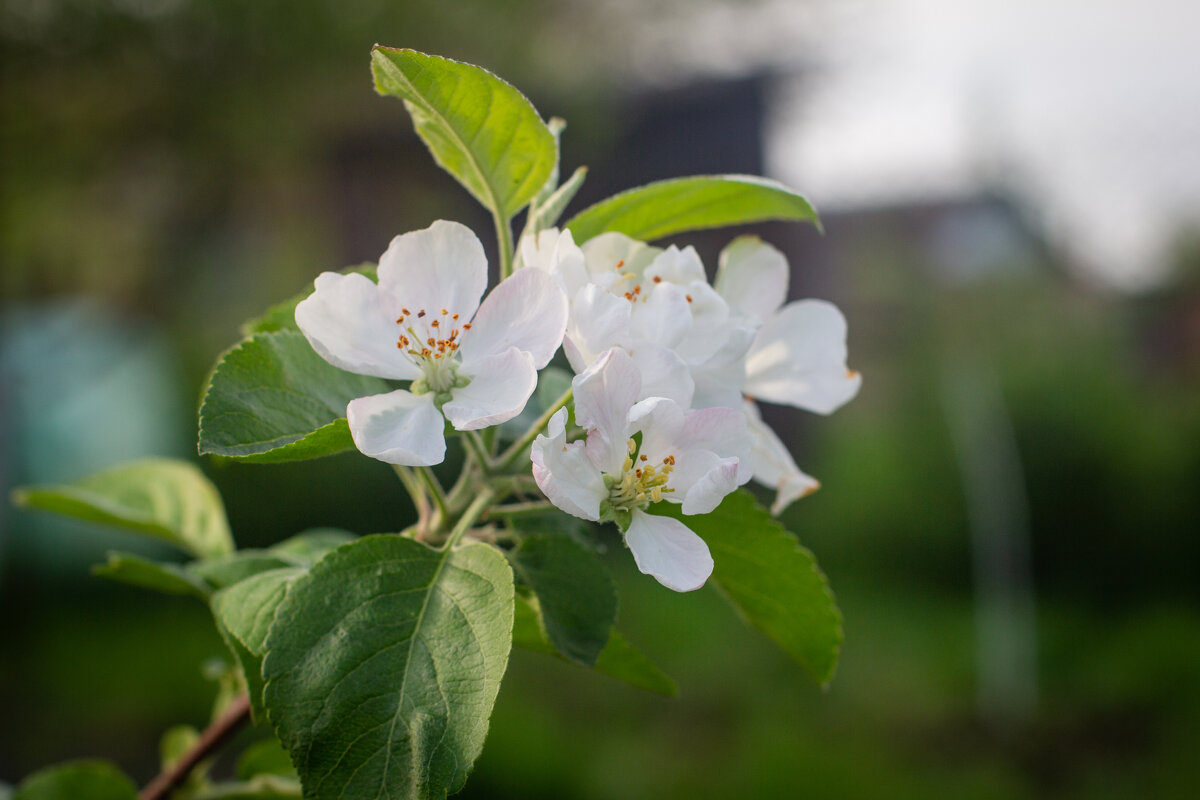 Яблочки... - Ольга Некрасова