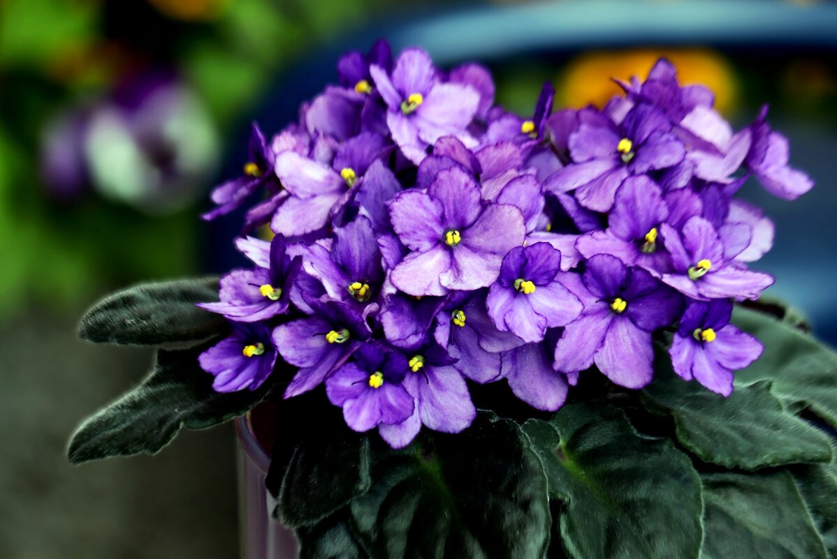 Доброе утро - Юрий. Шмаков