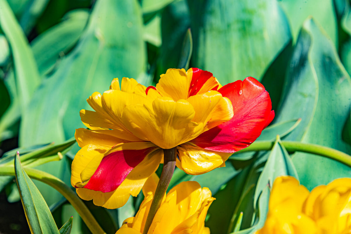 *** - Дмитрий Лупандин