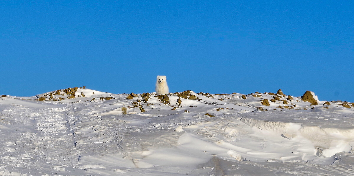 Полярный гость - Игорь Шабалин