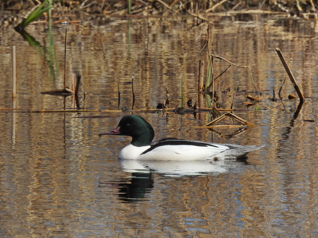 весна. крохаль. - ИННА ПОРОХОВА весна. крохаль. - ИННА ПОРОХОВА