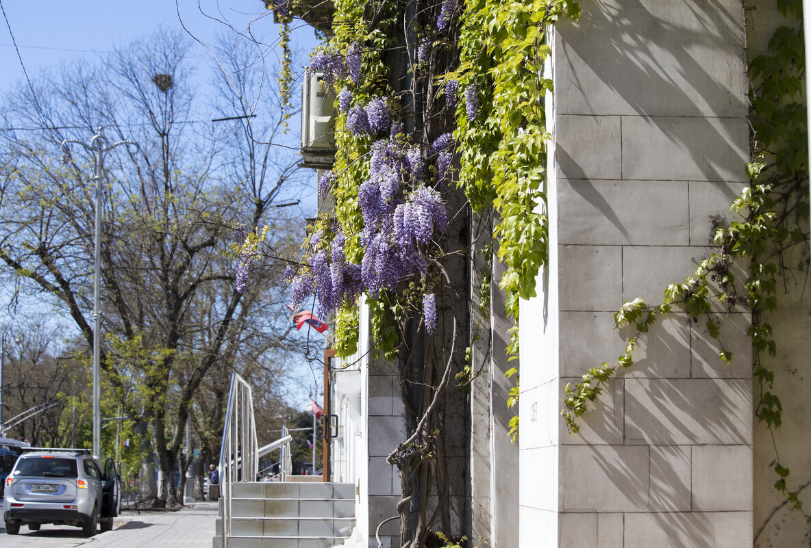 Городская глициния - Светлана Тихонина