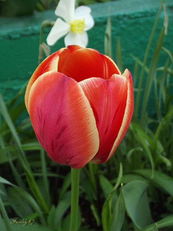 Тюльпан - Freddy 97 Тюльпан - Freddy 97
