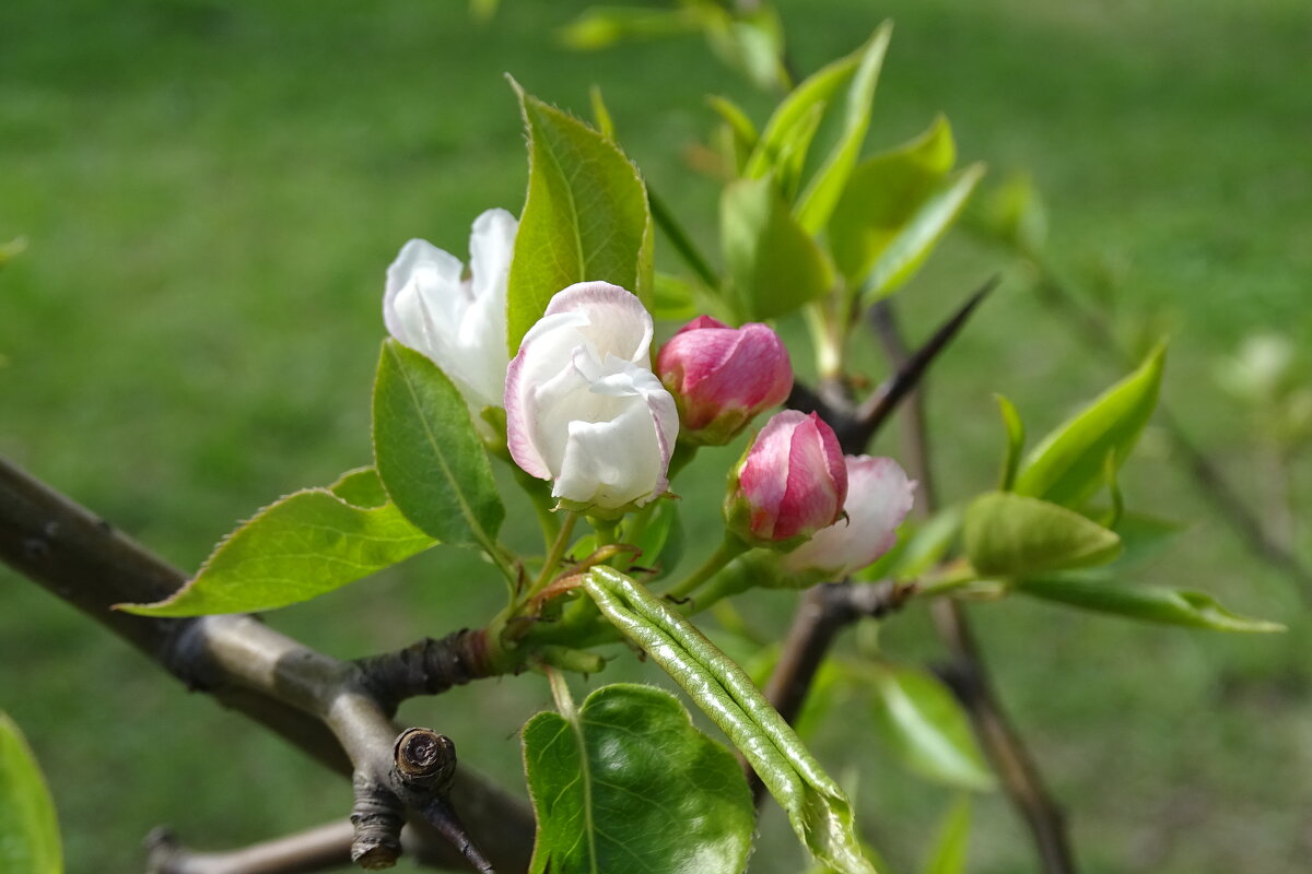 начало цветения - Anna-Sabina Anna-Sabina