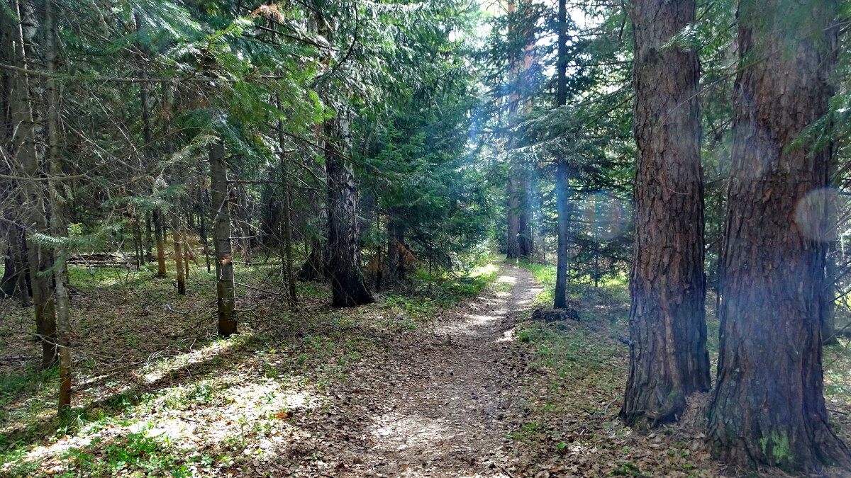 В лесу - Павел Трунцев В лесу - Павел Трунцев