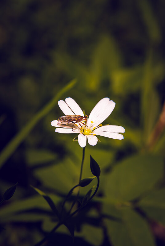 Насекомое и цветок - Андрей Сосновский