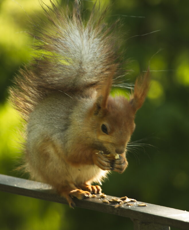 красавица - Владимир Зырянов