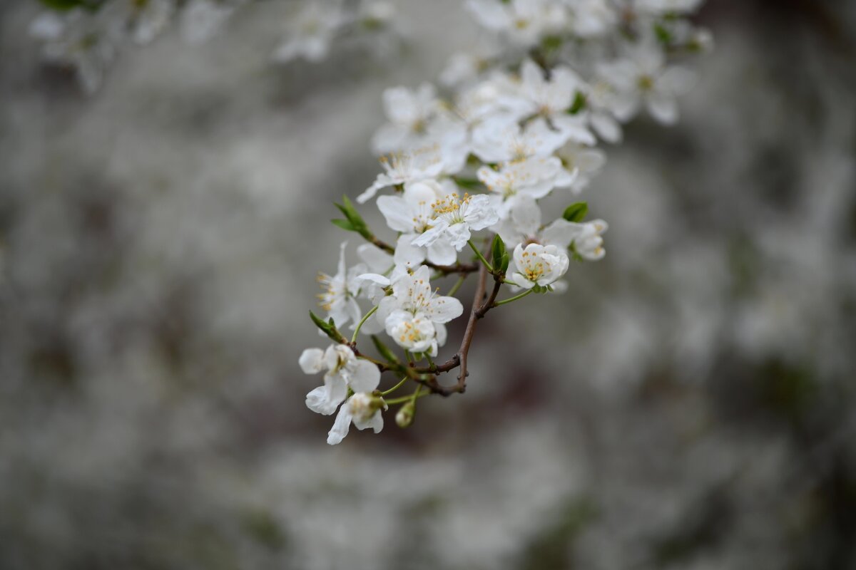 Весна - Татьяна Евдокимова