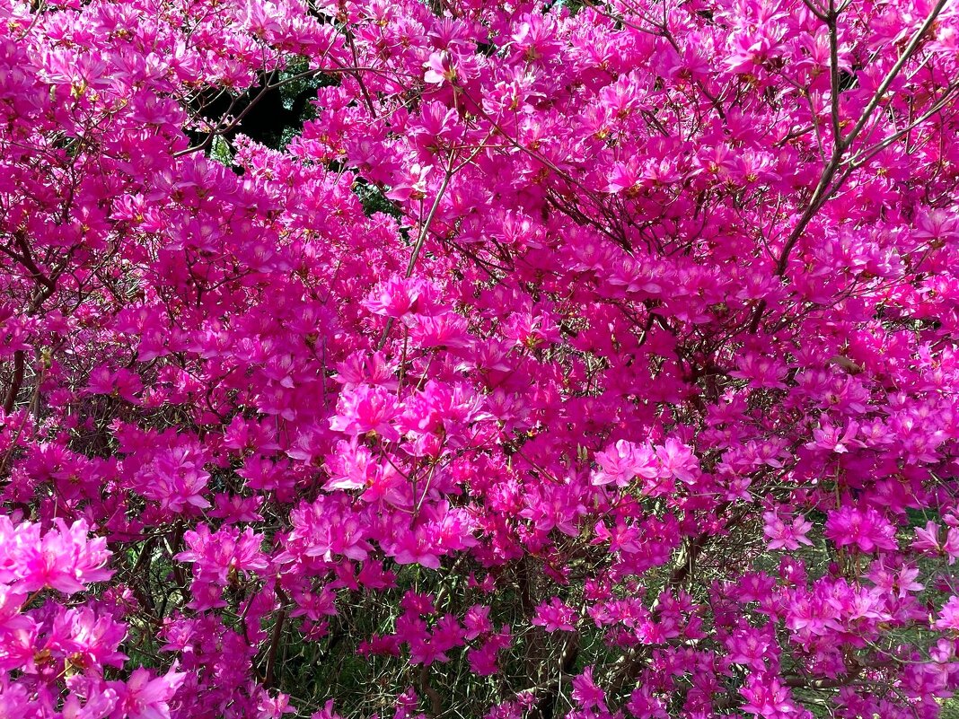 * * * - Елена * * * - Елена