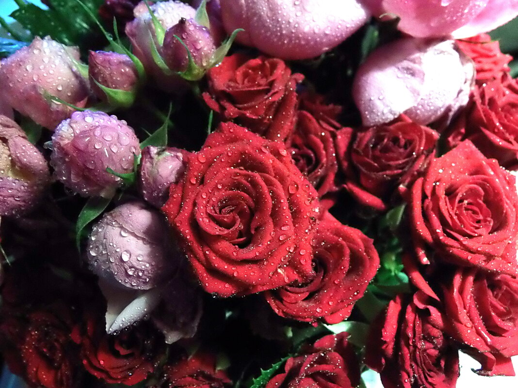 * * * - Елена * * * - Елена