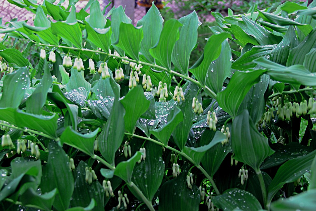 месяц май - Николай месяц май - Николай