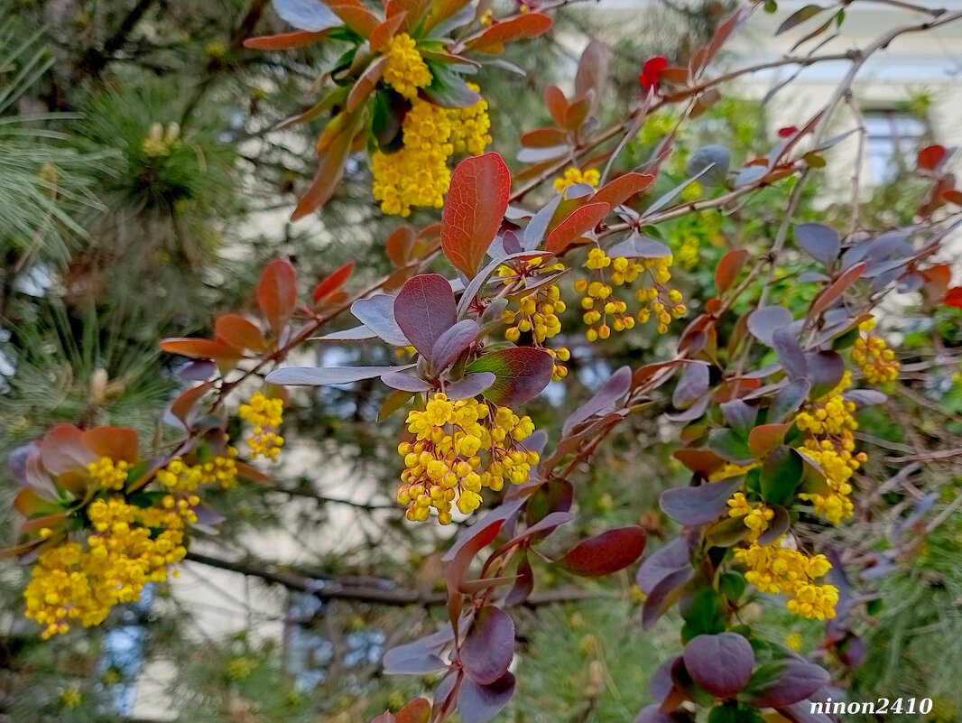 Барбарис Тунберга - Нина Бутко Барбарис Тунберга - Нина Бутко