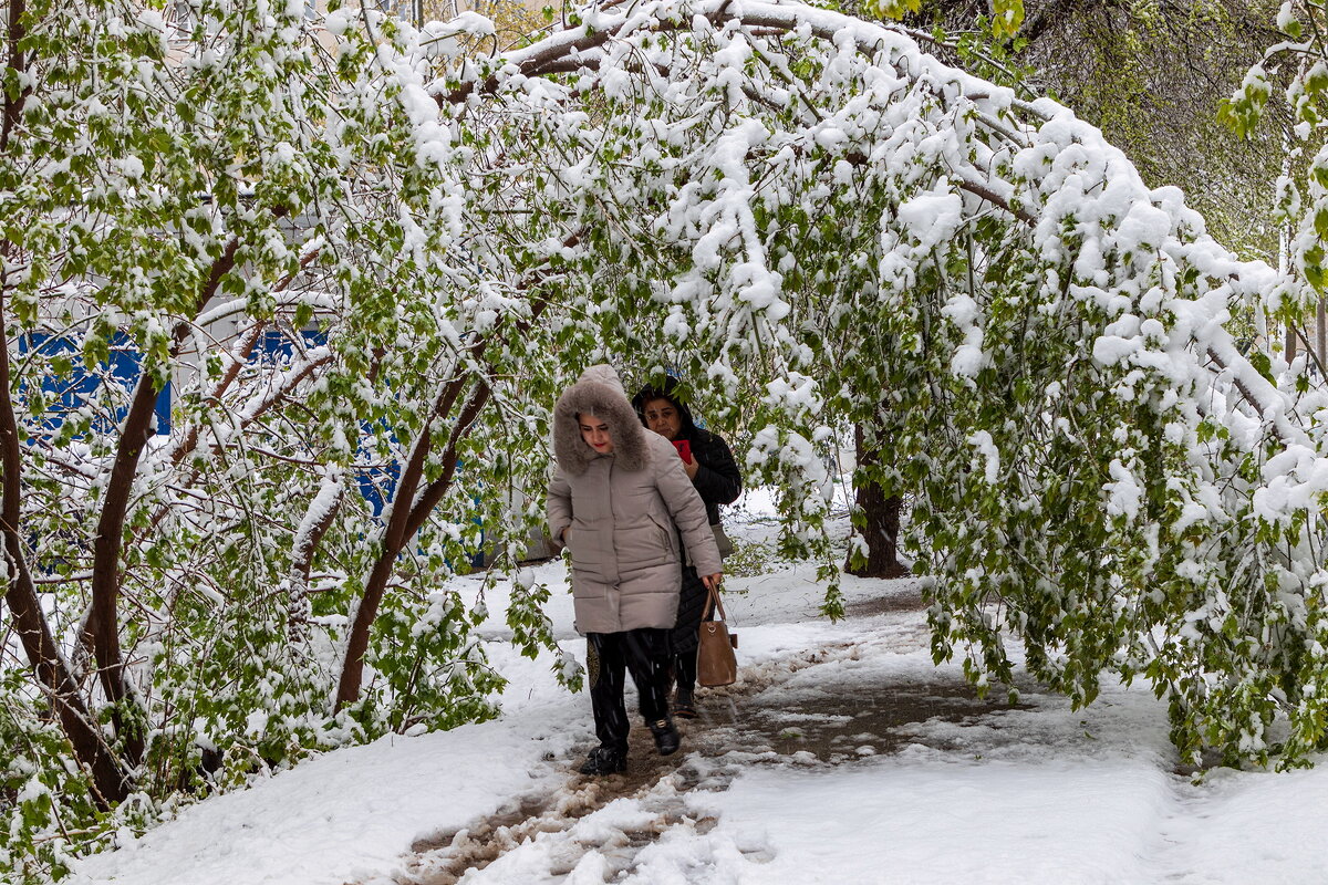 Так май украсил город. - Анатолий. Chesnavik. Так май украсил город. - Анатолий. Chesnavik.