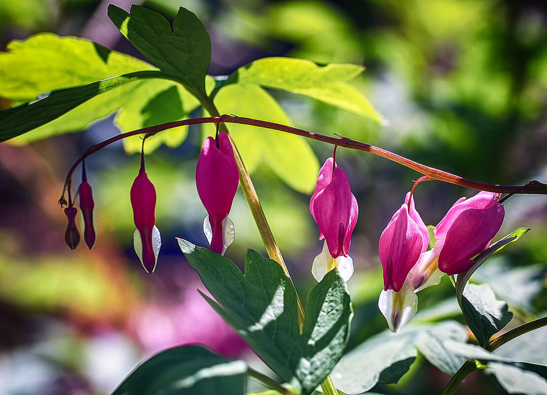 Дицентра - Андроник Александр 