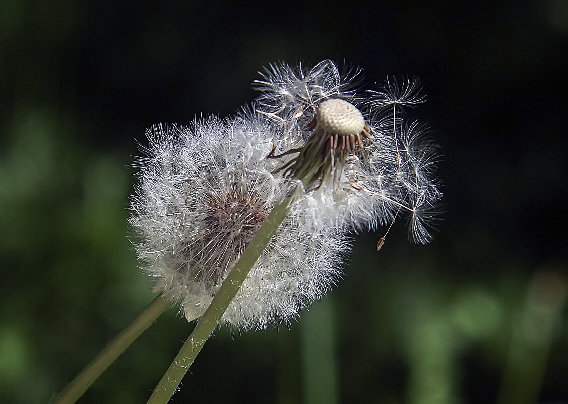 ***** - Андроник Александр 