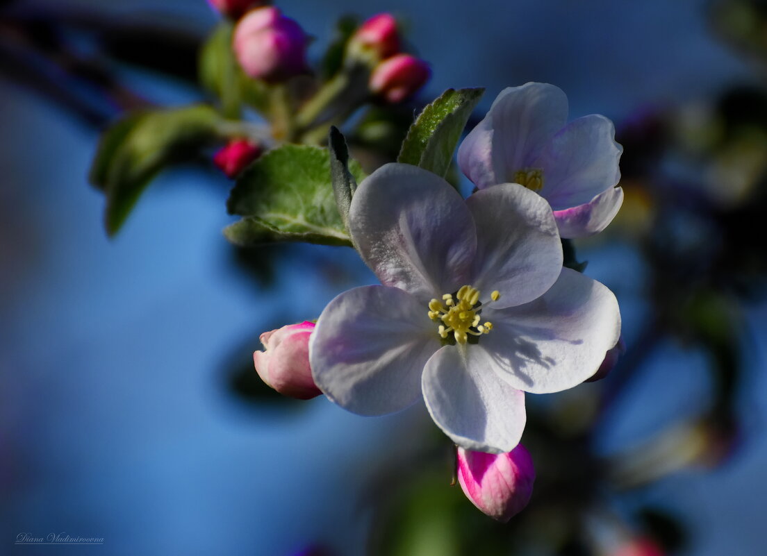 БЕЛЫЙ НАЛИВ. - DianaVladimirovna БЕЛЫЙ НАЛИВ. - DianaVladimirovna