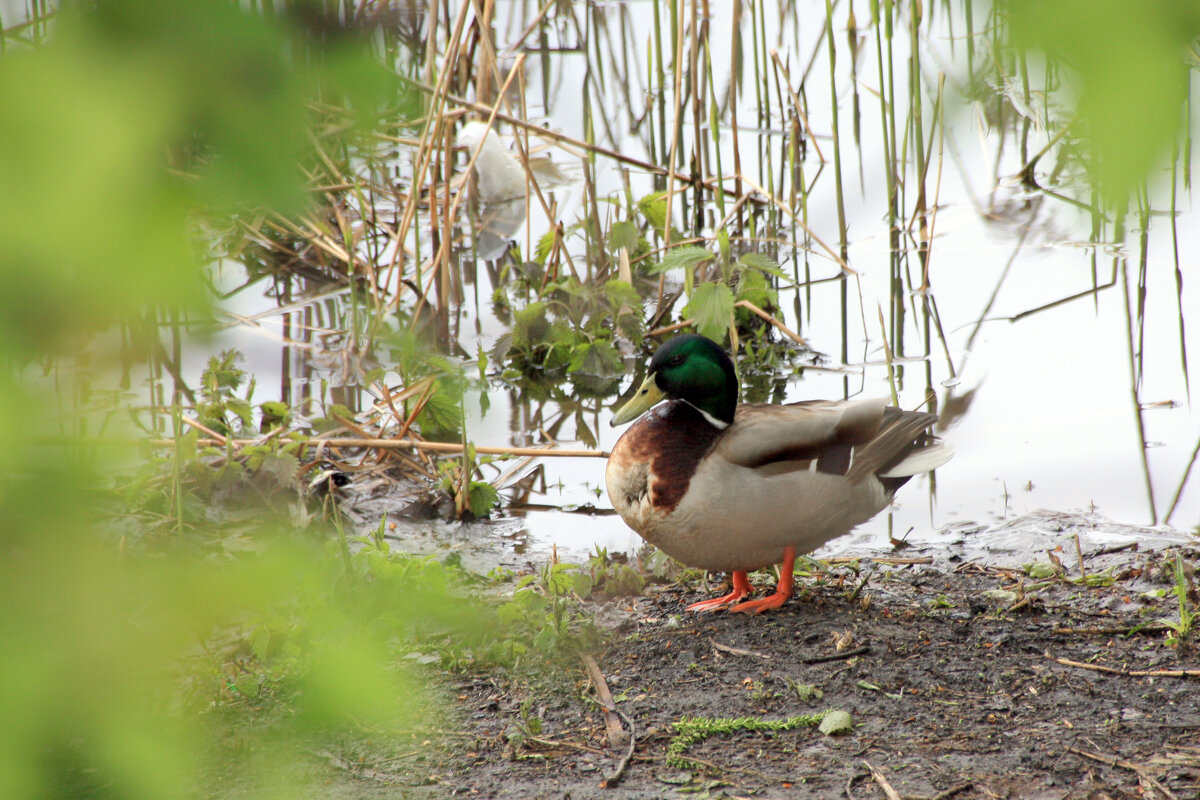 Селезень - Roman stories - Селезень - Roman stories -