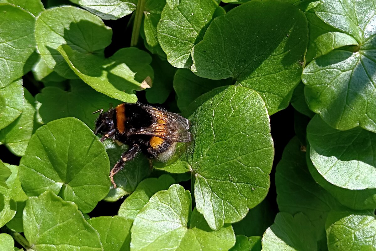 Весеннее пробуждение... - Мария Васильева Весеннее пробуждение... - Мария Васильева