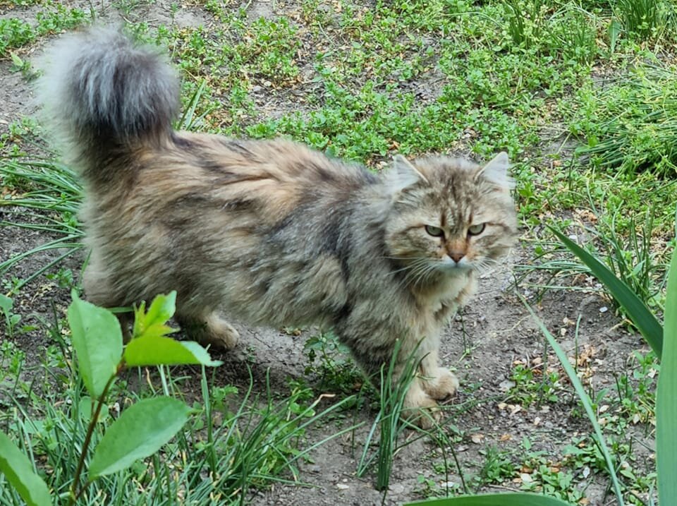 Взглянул на меня мрачно... :) - Наталья Взглянул на меня мрачно... :) - Наталья