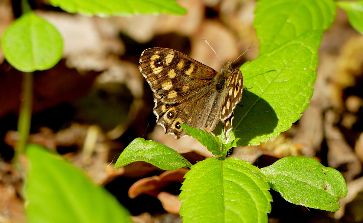 бабочки, снятые 2 мая 1 - Александр Прокудин бабочки, снятые 2 мая 1 - Александр Прокудин