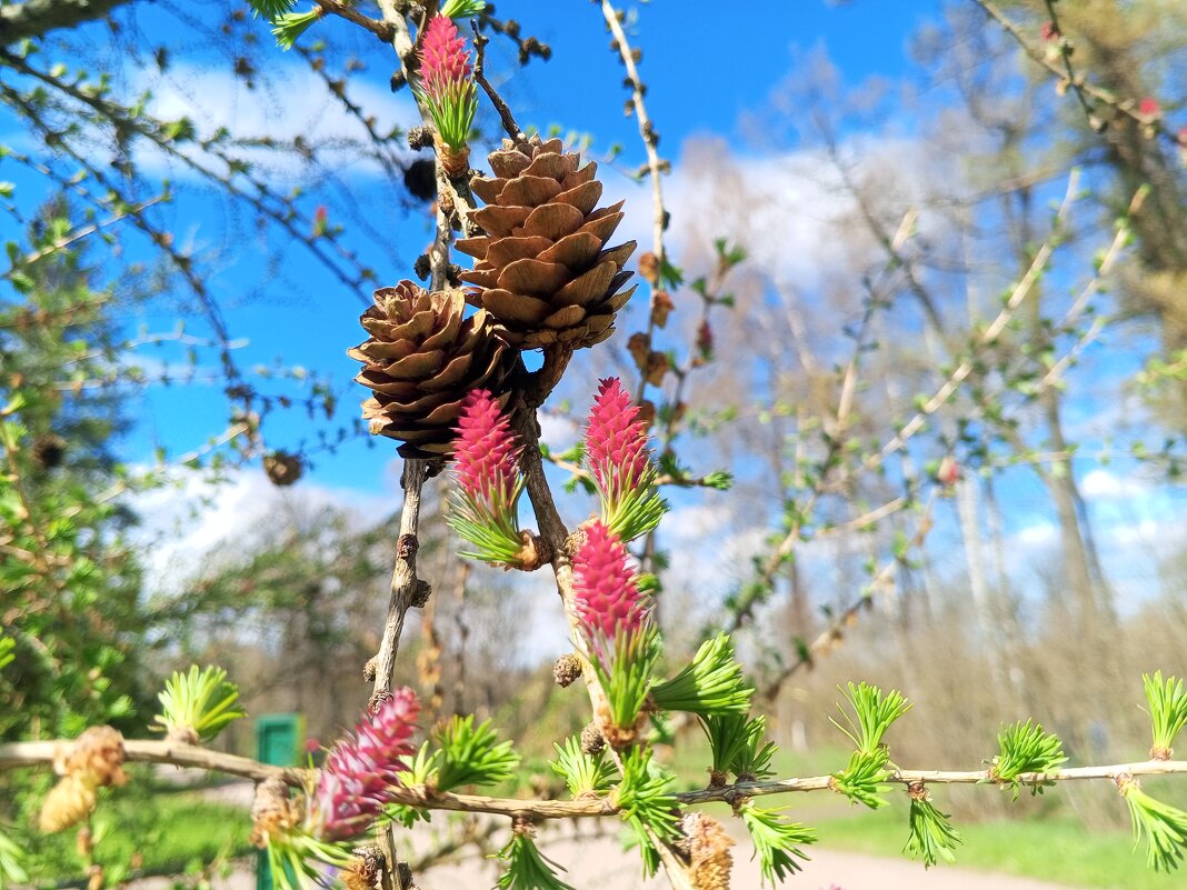 Лиственница - Сапсан 